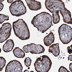 P2X4 Antibody, Novus Biologicals 0.1mL; Unlabeled:Antibodies, Polyclonal