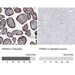 P2X4 Antibody, Novus Biologicals 0.1mL; Unlabeled:Antibodies, Polyclonal