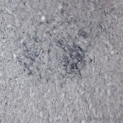 P2X6/P2RX6 Antibody - Azide and BSA Free, Novus Biologicals 0.1 mg; Unconjugated:Antibodies,