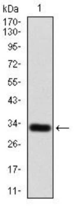 P2Y13/P2RY13/GPR86 Antibody (3E8C12) - BSA Free, Novus Biologicals:Antibodies:Primary