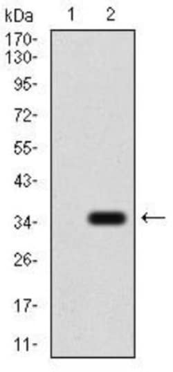 P2Y13/P2RY13/GPR86 Antibody (3E8C12) - BSA Free, Novus Biologicals:Antibodies:Primary
