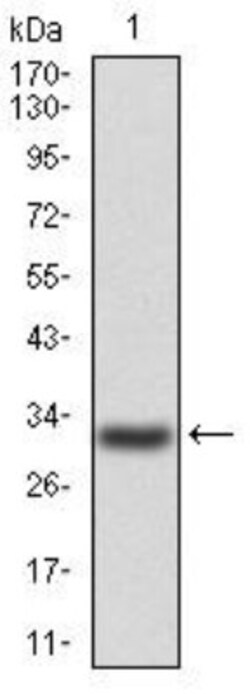 P2Y13/P2RY13/GPR86 Antibody (6G12E10) - BSA Free, Novus Biologicals:Antibodies:Primary