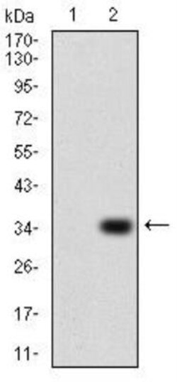 P2Y13/P2RY13/GPR86 Antibody (6G12E10) - BSA Free, Novus Biologicals:Antibodies:Primary