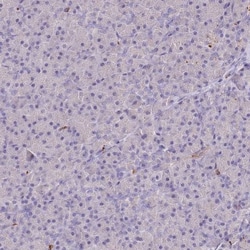 P2Y13/P2RY13/GPR86 Antibody, Novus Biologicals 0.1mL; Unlabeled:Antibodies,