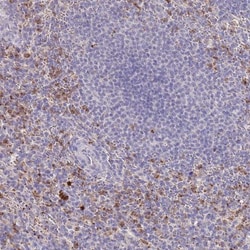P2Y13/P2RY13/GPR86 Antibody, Novus Biologicals 0.1mL; Unlabeled:Antibodies,