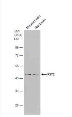 P2Y2 Antibody, Novus Biologicals 0.1mL; Unlabeled:Antibodies, Polyclonal