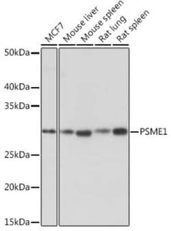 PA28 Activator alpha Subunit/PSME1 Rabbit anti-Human, Mouse, Rat, Clone: