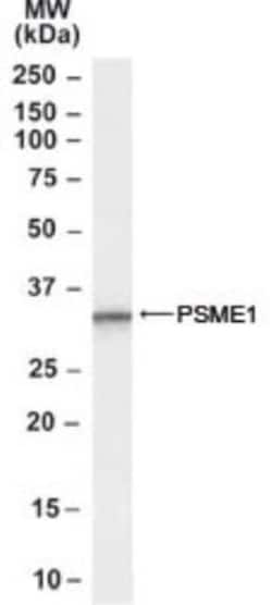 PA28 Activator alpha Subunit/PSME1 Antibody, Novus Biologicals 0.1mg; Unlabeled:Antibodies,