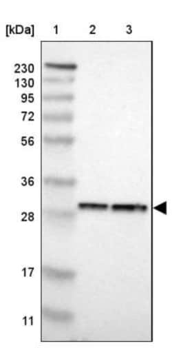 PA28 Activator alpha Subunit/PSME1 Antibody, Novus Biologicals 0.1mL; Unlabeled:Antibodies,