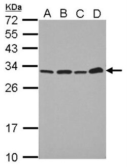 PA28 Activator alpha Subunit/PSME1 Antibody, Novus Biologicals 0.1mL; Unlabeled:Antibodies,