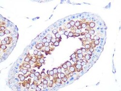 PA2G4/EBP1 Rabbit anti-Human, Mouse, Rat, Clone: 9J9U5, Novus Biologicals:Antibodies:Primary