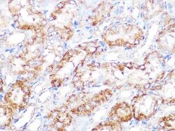 PA2G4/EBP1 Rabbit anti-Human, Mouse, Rat, Clone: 9J9U5, Novus Biologicals:Antibodies:Primary