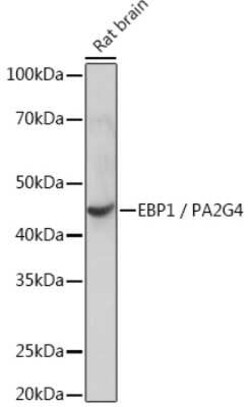 PA2G4/EBP1 Rabbit anti-Human, Mouse, Rat, Clone: 9J9U5, Novus Biologicals:Antibodies:Primary