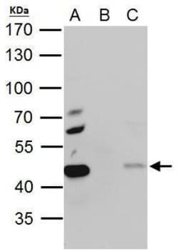 PA2G4/EBP1 Antibody, Novus Biologicals 0.1mL; Unlabeled:Antibodies, Polyclonal