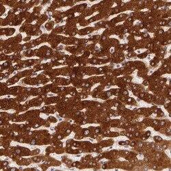 PACS2 Antibody, Novus Biologicals 0.1mL; Unlabeled:Antibodies, Polyclonal