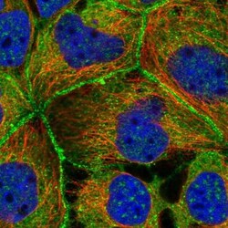 PACSIN2 Antibody, Novus Biologicals 0.1mL; Unlabeled:Antibodies, Polyclonal