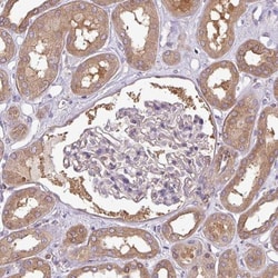 PACSIN2 Antibody, Novus Biologicals 0.1mL; Unlabeled:Antibodies, Polyclonal