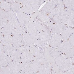 PACSIN2 Antibody, Novus Biologicals 0.1mL; Unlabeled:Antibodies, Polyclonal