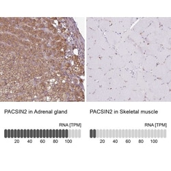 PACSIN2 Antibody, Novus Biologicals 0.1mL; Unlabeled:Antibodies, Polyclonal