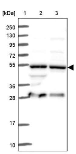 PACSIN3 Antibody, Novus Biologicals:Antibodies:Primary Antibodies