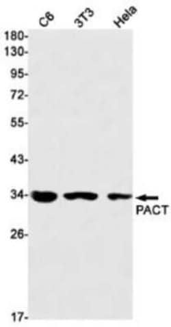 PACT Rabbit anti-Human, Mouse, Rat, Clone: S04-8F7, Novus Biologicals:Antibodies:Primary
