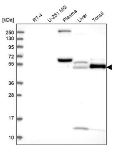 PADI4 Antibody, Novus Biologicals 0.1mL; Unlabeled:Antibodies, Polyclonal