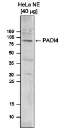 PADI4 Rabbit anti-Human, Polyclonal, Novus Biologicals 100 &mu;g | Buy Online | Novus Biologicals | Fisher Scientific