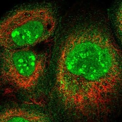 PAF49 Antibody, Novus Biologicals 25 &mu;L; Unlabeled:Antibodies, Polyclonal