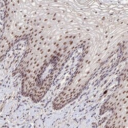 PAF49 Antibody, Novus Biologicals 25 &mu;L; Unlabeled:Antibodies, Polyclonal
