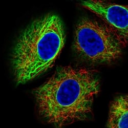 MAGEB1 Antibody, Novus Biologicals:Antibodies:Primary Antibodies