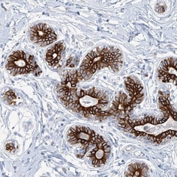 MAGEB1 Antibody, Novus Biologicals:Antibodies:Primary Antibodies
