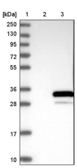 MAGEB1 Antibody, Novus Biologicals:Antibodies:Primary Antibodies