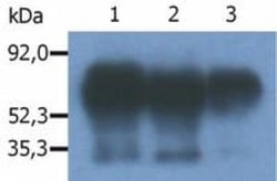 PAG1 Antibody (PAG-C1) - BSA Free, Novus Biologicals 0.1mg; Unlabeled:Antibodies,