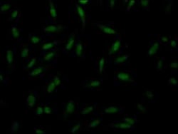 PAK1 Antibody (4F10), Novus Biologicals 100 &mu;g | Buy Online | Novus Biologicals | Fisher Scientific