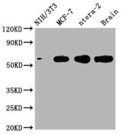 PAK1 Antibody (4F10), Novus Biologicals 100 &mu;g | Buy Online | Novus Biologicals | Fisher Scientific