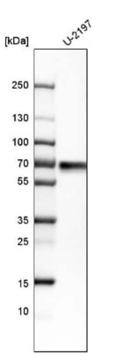 PAK1 Antibody, Novus Biologicals:Antibodies:Primary Antibodies