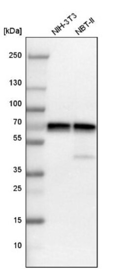 PAK1 Antibody, Novus Biologicals:Antibodies:Primary Antibodies