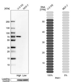PAK1 Antibody, Novus Biologicals:Antibodies:Primary Antibodies