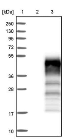 PANP/PILR alpha associated neural protein Antibody, Novus Biologicals 25