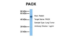 PAOX Antibody, Novus Biologicals 0.05mg; Unlabeled:Antibodies, Polyclonal