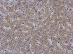 Mouse anti-PAPD1, Clone: 3D2, Novus Biologicals 0.1mg; Unlabeled:Antibodies,