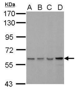 Mouse anti-PAPD1, Clone: 3D2, Novus Biologicals 0.1mg; Unlabeled:Antibodies,