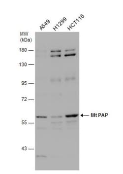 PAPD1 Antibody, Novus Biologicals 0.1mL; Unlabeled:Antibodies, Polyclonal