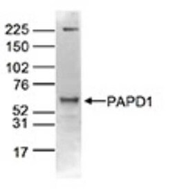 PAPD1 Rabbit anti-Human, Polyclonal, Novus Biologicals 100 &mu;g | Buy Online | Novus Biologicals | Fisher Scientific