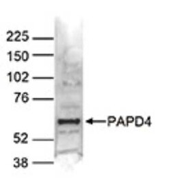 PAPD4 Rabbit anti-Human, Polyclonal, Novus Biologicals 100 &mu;g; Unconjugated:Antibodies,