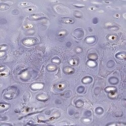 PAPSS2 Rabbit anti-Human, Polyclonal, Novus Biologicals:Antibodies:Primary
