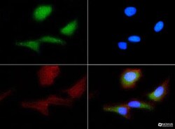 PAR1/Thrombin Receptor Antibody (N2-11), Novus Biologicals:Antibodies:Primary
