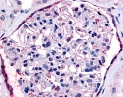 PAR2 Antibody - BSA Free, Novus Biologicals 0.05mL; Unlabeled:Antibodies,