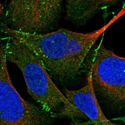 PARD3/Par3 Antibody, Novus Biologicals 0.1mL; Unlabeled:Antibodies, Polyclonal