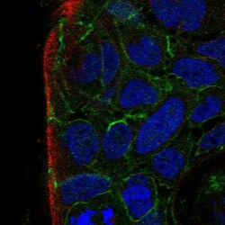 PARD3B Antibody, Novus Biologicals 25 &mu;L; Unlabeled:Antibodies, Polyclonal